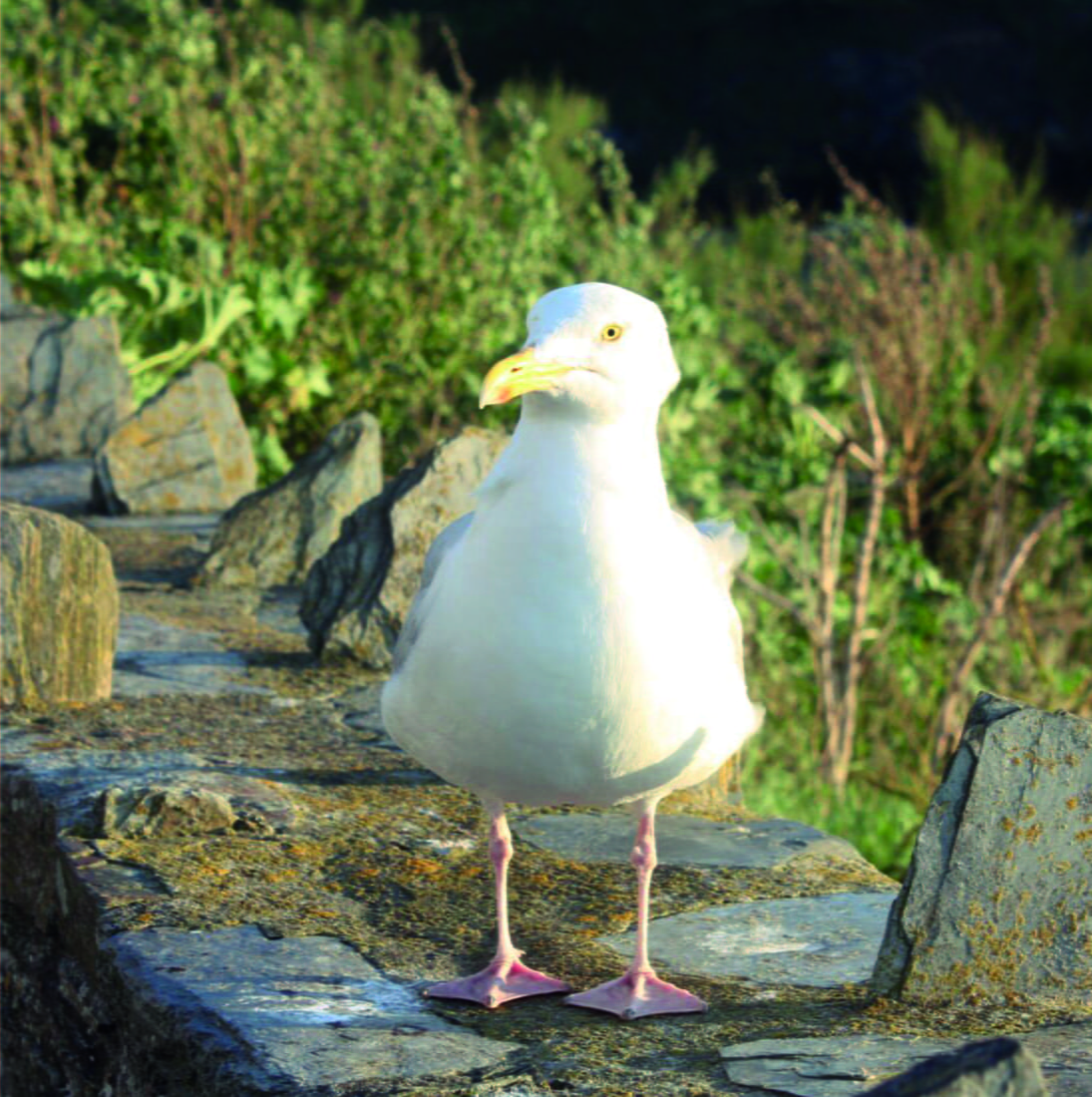 Close up of a Seagull