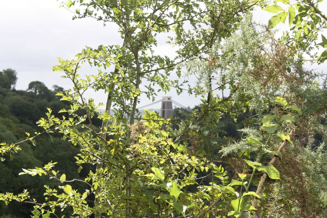 View of Bridge through Leaves