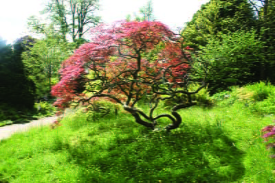 Japanese Maple