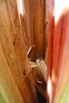 Inside a Broken Tree