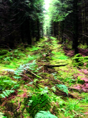 Tree Tunnel