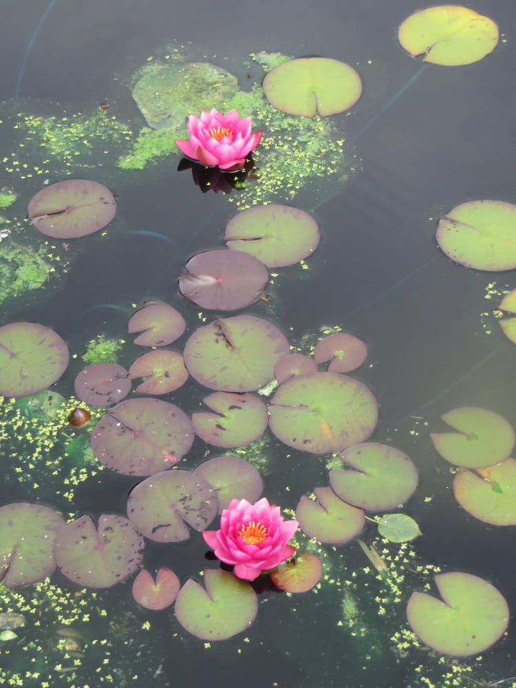 Waterlilies